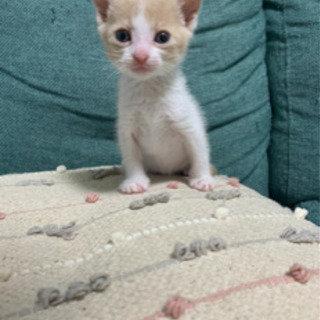 応募一時停止します、フフちゃん　一歳　去勢済み