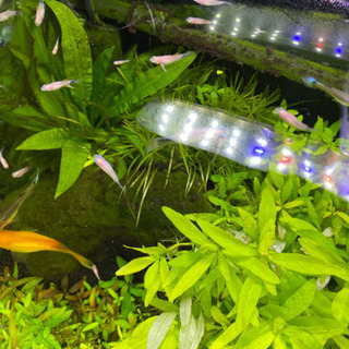 熱帯魚　プラティ　