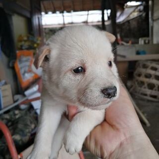 届け出確認済みです。保護した男の子です。