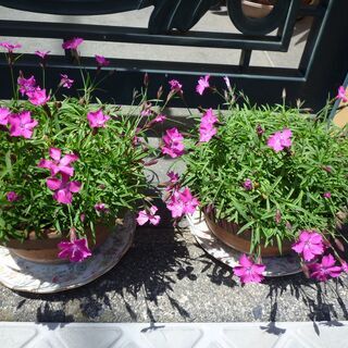 芝桜　シバザクラ　ピンクの花がたくさん咲いています　見頃です　鉢２鉢。