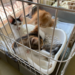 子猫　３匹　里親募集☆動物愛護保護活動しています☆