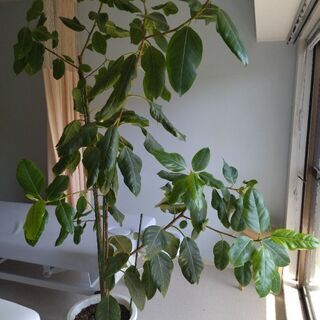 成長しすぎた観葉植物の画像