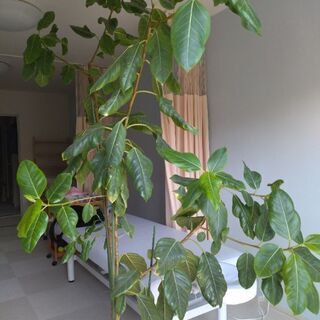 成長しすぎた観葉植物