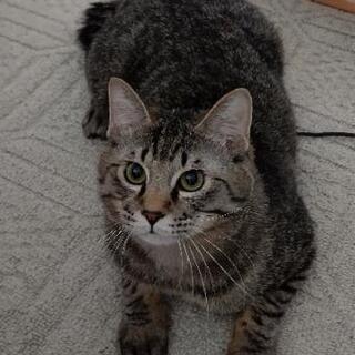 里親さん決まりました。ありがとうございました。 - 猫
