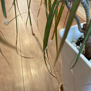 観葉植物の画像