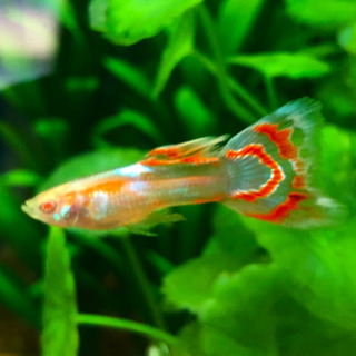 【国産】REEA アンモライトモザイク若魚　1ペア