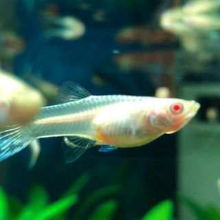 【国産】REEA アンモライトモザイク若魚　1ペアの画像