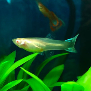 【国産】REEA アンモライトモザイク若魚　1ペアの画像