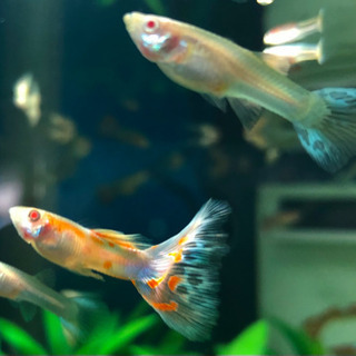 【国産】REEA アンモライトモザイク若魚　1ペアの画像