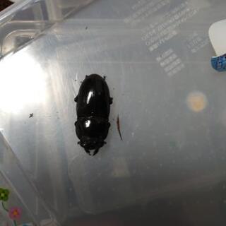 オオクワガタ ♀メス２匹   ２セットまで在庫あり