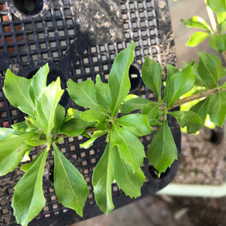 再募集　鉢植え植物の画像