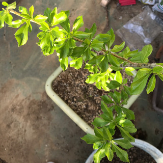 再募集　鉢植え植物