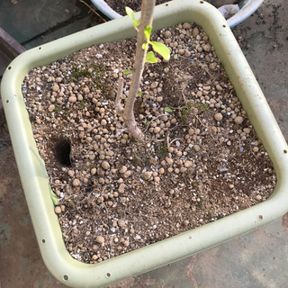 再募集　鉢植え植物の画像