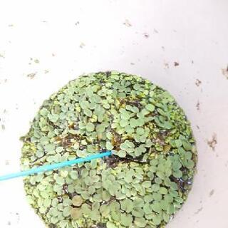 【あげます】水草、赤タニシ！