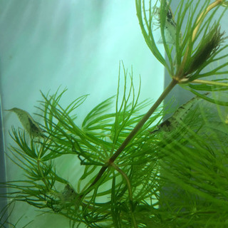 ミナミヌマエビ🦐50匹‼️の画像
