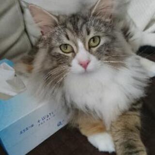 ノルウェージャンフォレストキャット5歳メス