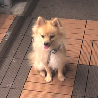 里親様決まりました！たくさんのご連絡ありがとうございました。