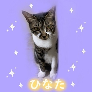 推定4歳.メス.ひなたちゃん.まだ人慣れ訓練中ですが、体も小柄で...