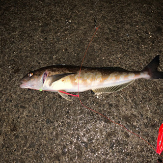 釣り仲間募集中です！