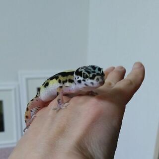 エサ用ワラジ虫