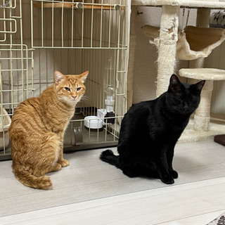 人間が大好きな仲良し猫です(2匹一緒に家族になってください)