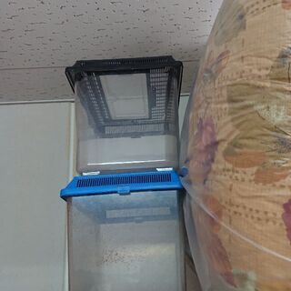 虫かご 無料❗