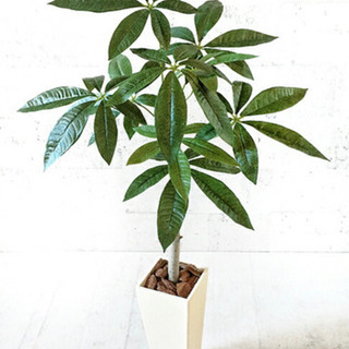 観葉植物+収納ケース