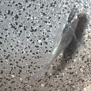 高級カブキメダカの卵10-20