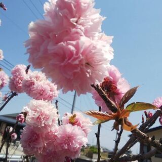 徳島新規走るチーム仲間募集中です。