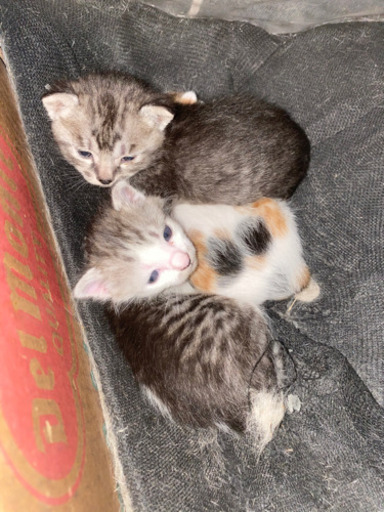 もらってください。 (ku) 近鉄四日市の猫の里親募集|ジモティー もらってください。 (ku) 近鉄四日市の猫の里親募集|ジモティー