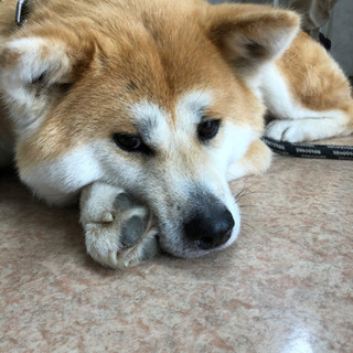 とってもいい子♡秋田犬 - 和泉市