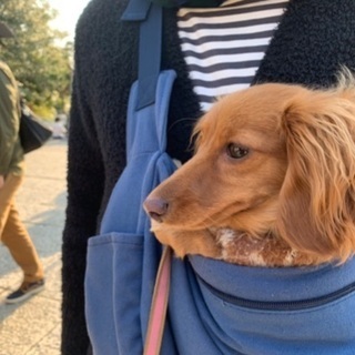 犬好きの方を募集します