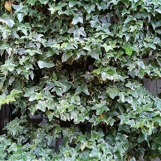 へデラ　｢根っ子付き｣　観葉植物　グリーンカーテンにも♪
