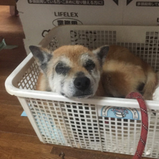 緊急です。早く里親さんみつけてあげたいです。