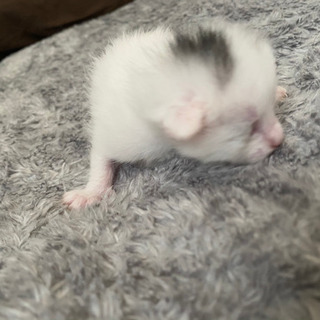 生後間もない子猫の里親さん募集中