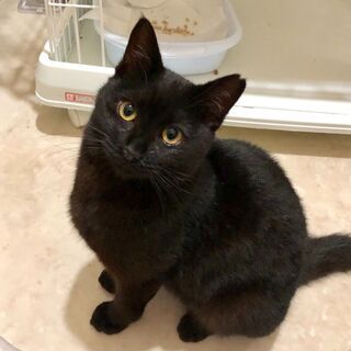 猫が行方不明です