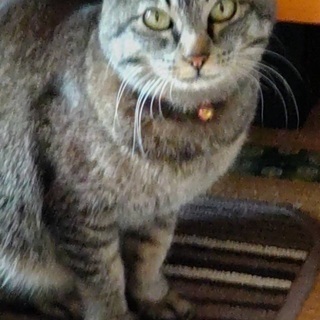 代理での里親募集です
