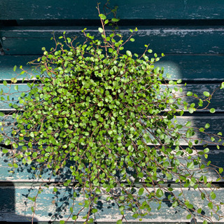 ワイヤープランツ　3号の画像