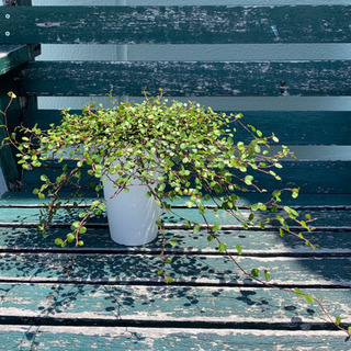 ワイヤープランツ　3号