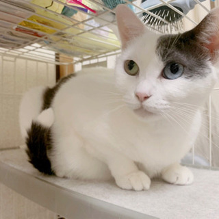 猫を探しています。