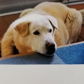 子供大好き！人懐っこいワンちゃんです！
