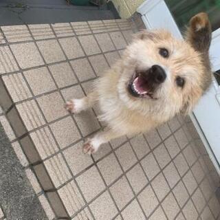 さくらちゃん(仮称)トライアルに入ります。