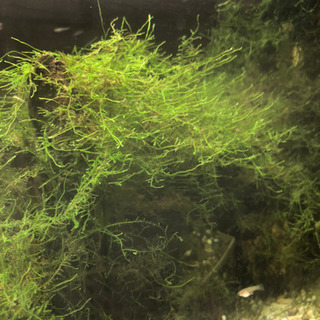 ウィローモス　10グラム200円です。熱帯魚　水草の画像