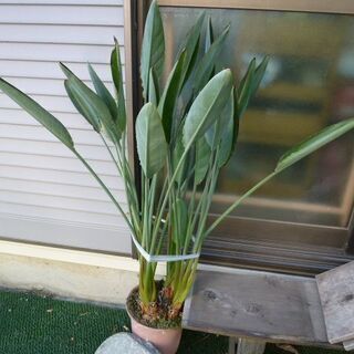 極楽鳥花の画像