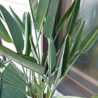 極楽鳥花の画像