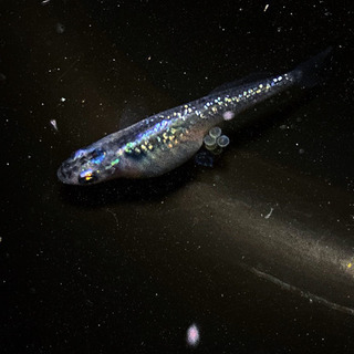 ブラックナイトヒカリ卵＋α