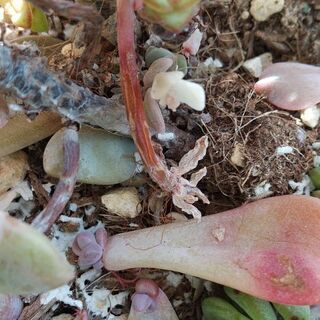 人気レア品種 石蓮華錦 多肉の画像