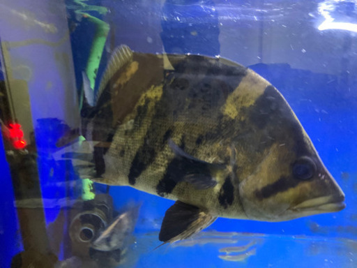 ダトニオプラスワン43センチ