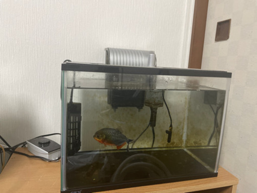 ピラニアナッテリー水槽フルセット