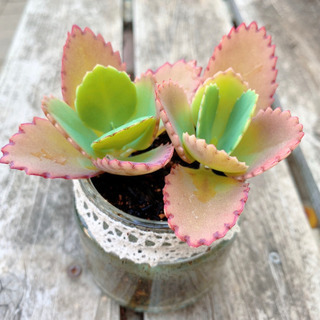 母の日のプレゼントにおすすめ♡ 多肉植物 子宝草 マザーリーフ ...